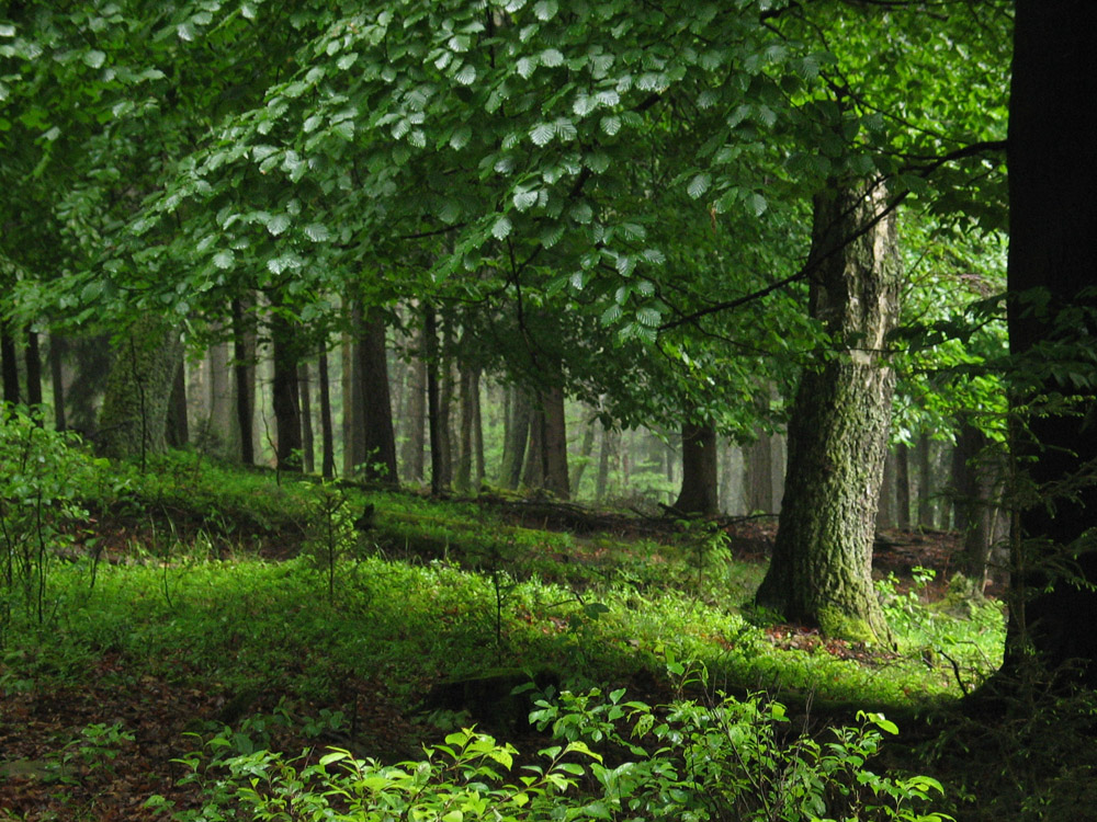 Wald im Spessart Foto & Bild | landschaft, wald, natur ...