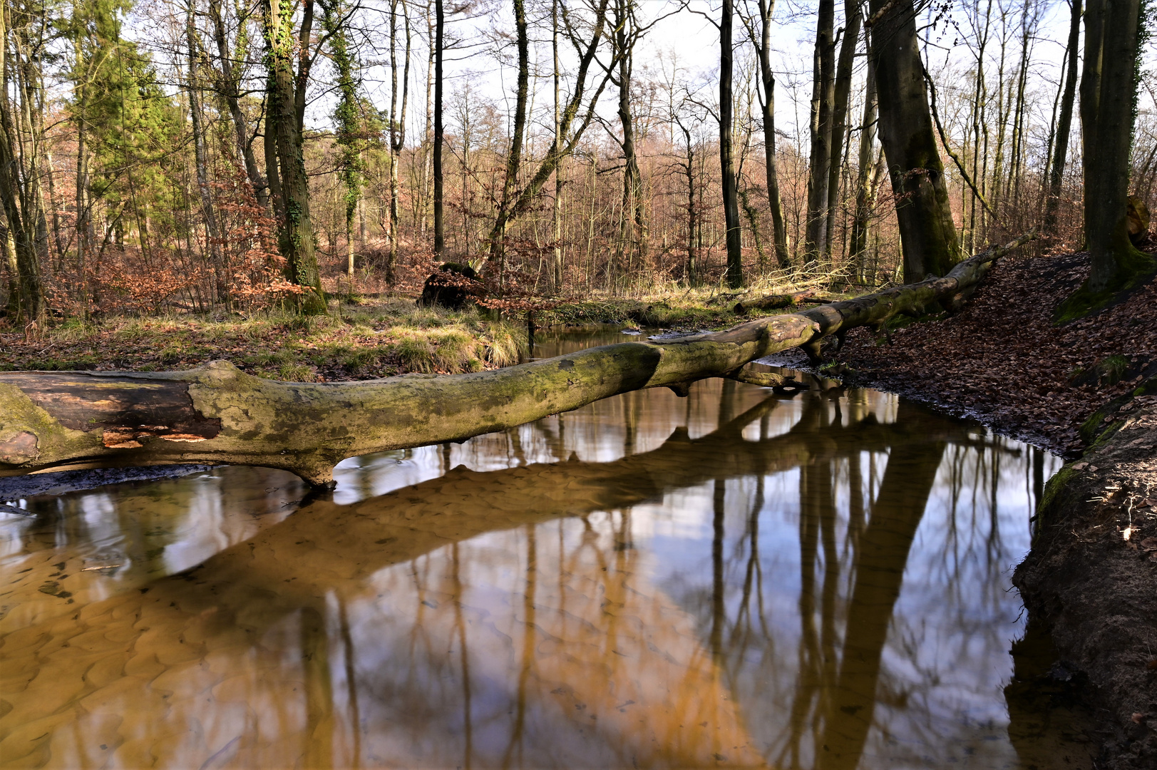 Wald im Spiegel 2 - die Verbindung von Bach und Auwald