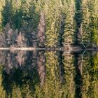 Wald im Spiegel