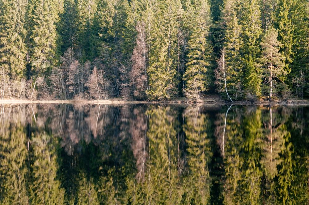 Wald im Spiegel von Thorsten Katz 