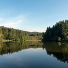 Wald im Spiegel