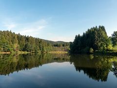 Wald im Spiegel