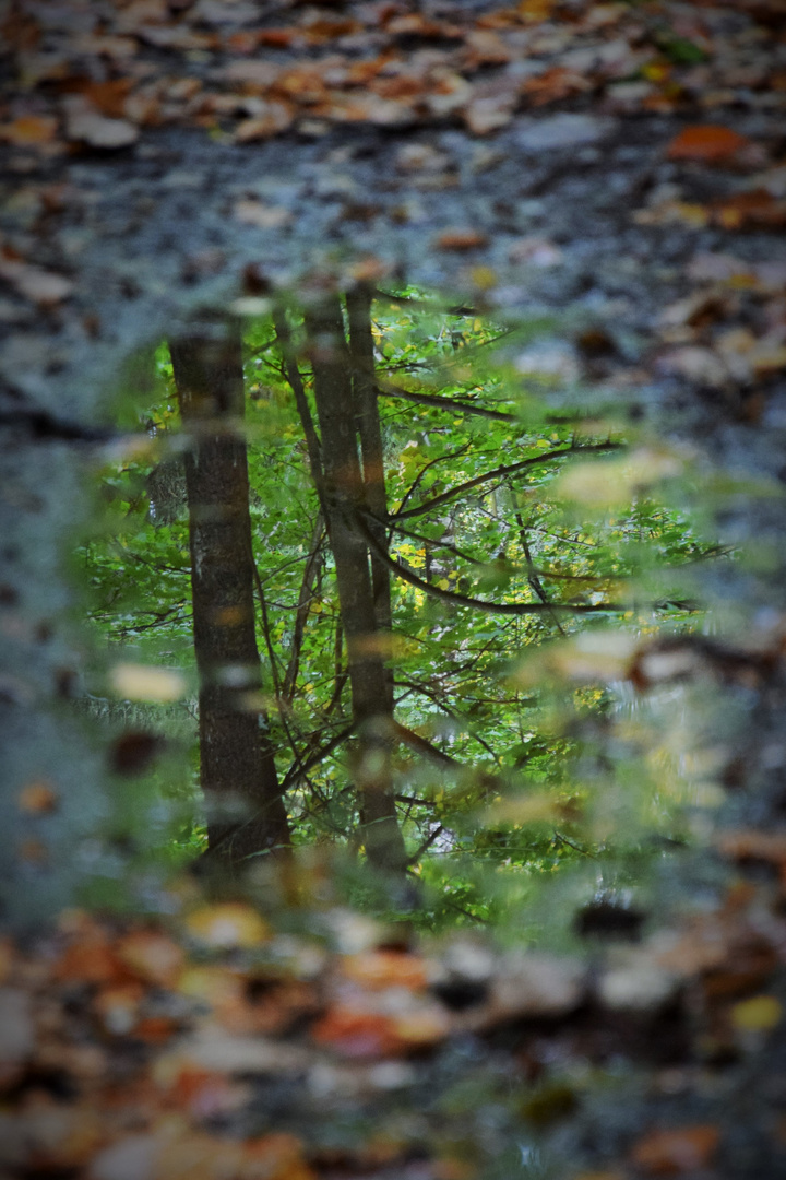 Wald im Spiegelbild