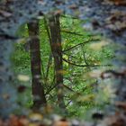 Wald im Spiegelbild