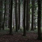 Wald im Südharz