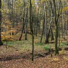 Wald im Sumpf