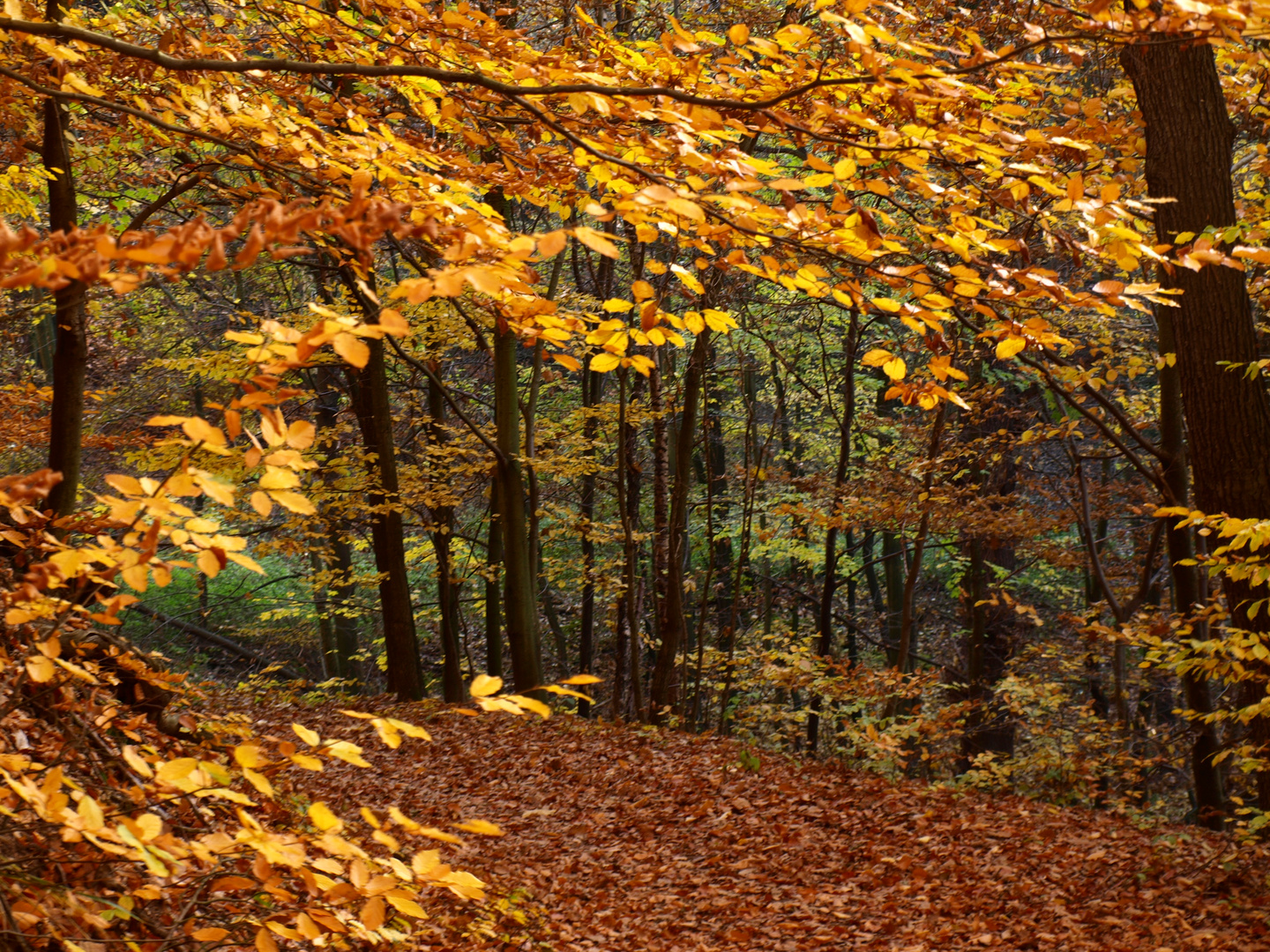 Wald im Übergang