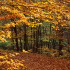 Wald im Übergang