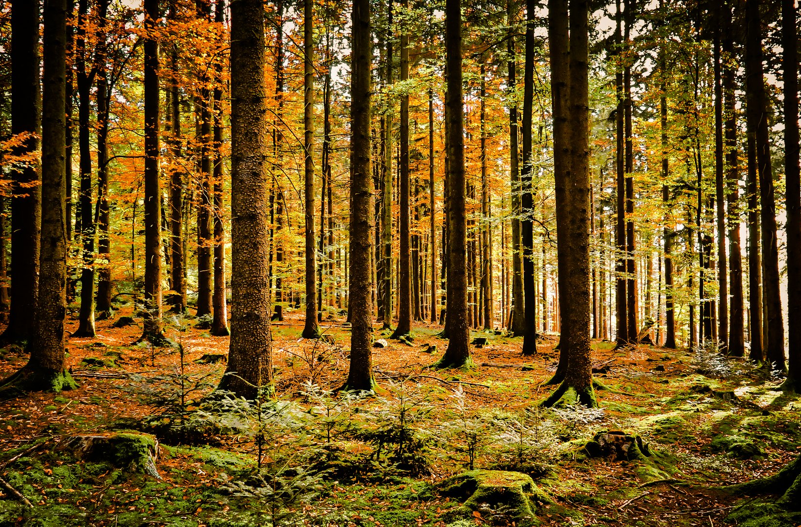 Wald im Übergang zum Frühling