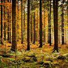 Wald im Übergang zum Frühling