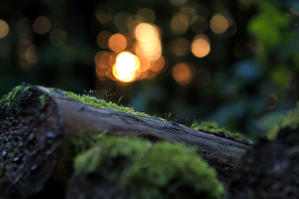 Wald im Wald