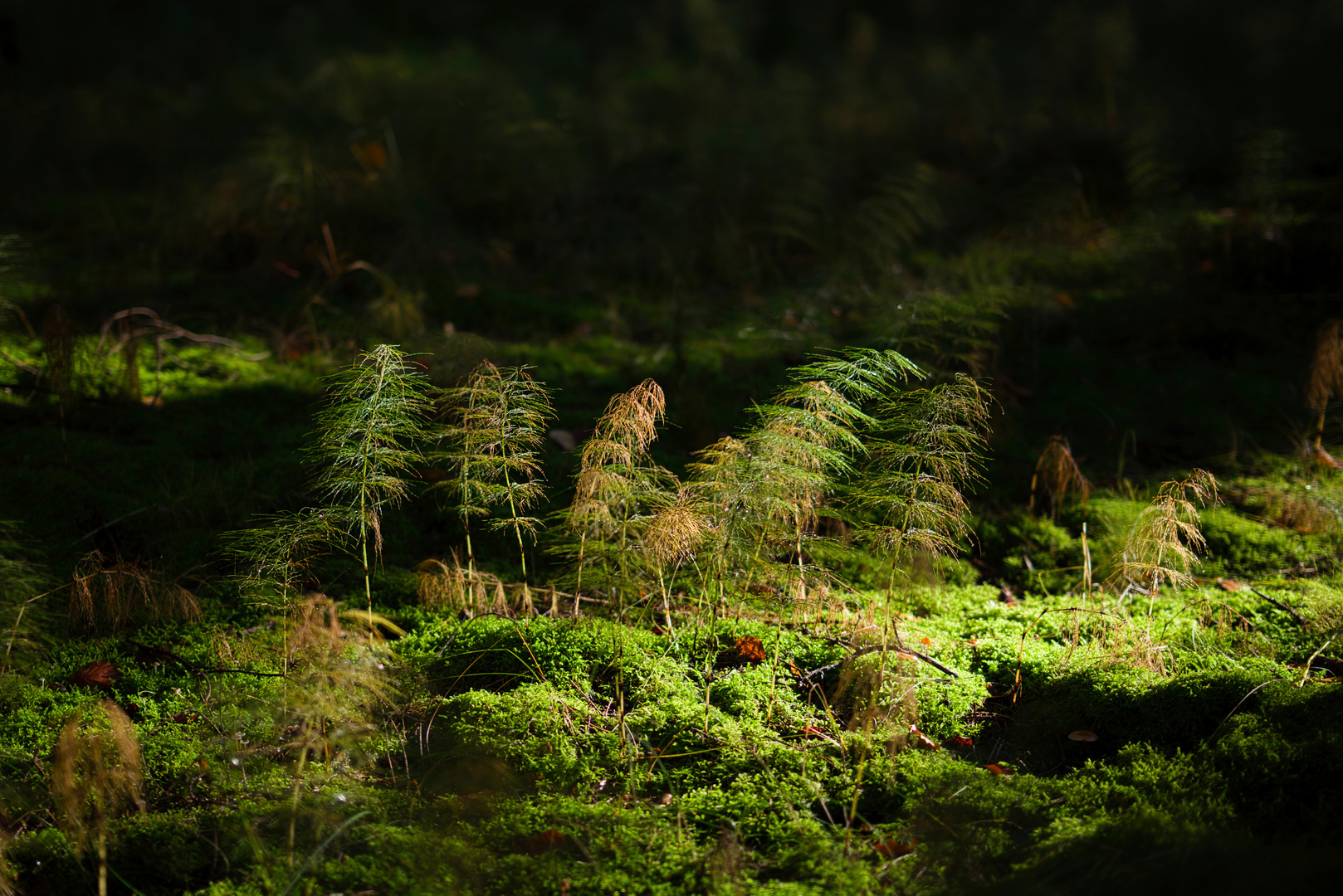 Wald im Wald