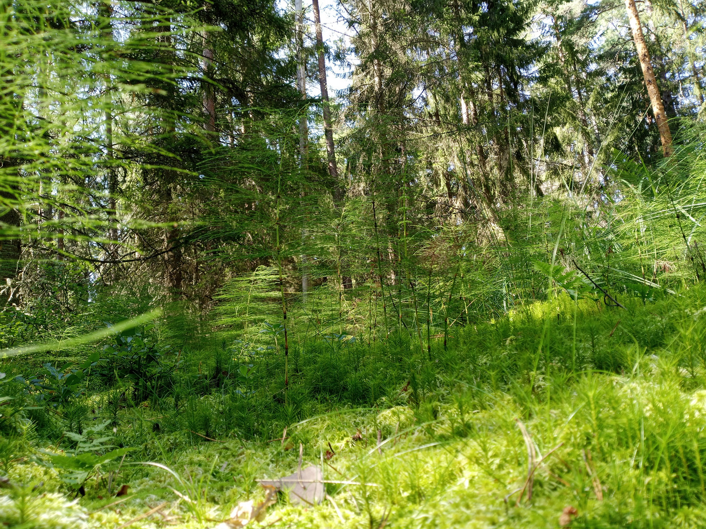 Wald im Wald, Moos- und Farnlandschaft