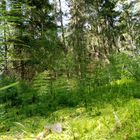 Wald im Wald, Moos- und Farnlandschaft