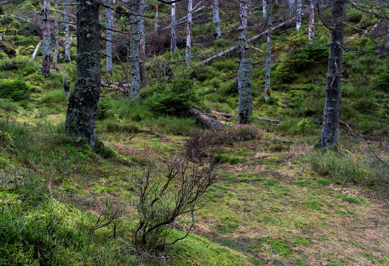 Wald im Wandel