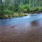 Wald im Wandel