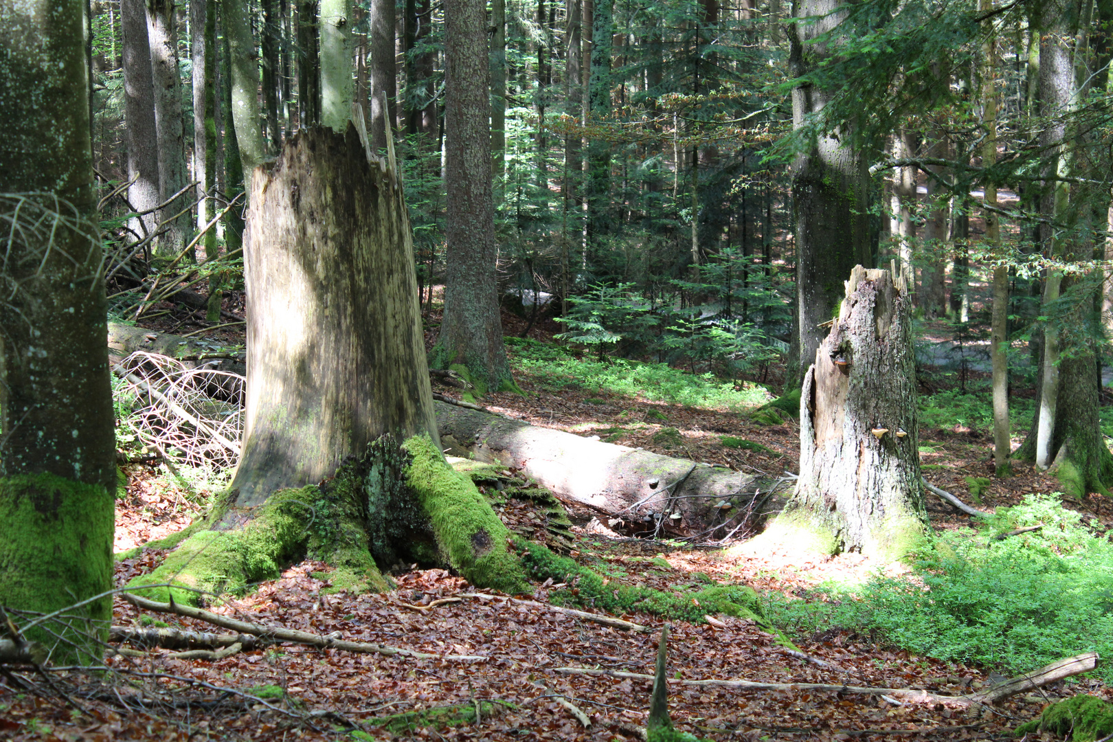 Wald im Wandel