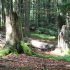 Wald im Wandel