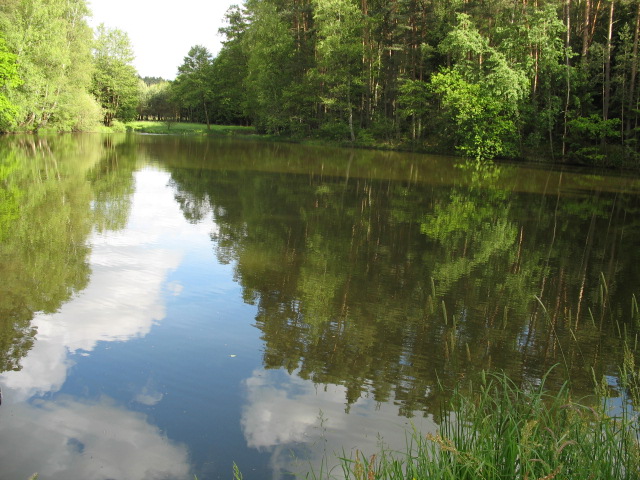 Wald im wasser