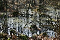 Wald im Wasser oder Wasser im Wald ?