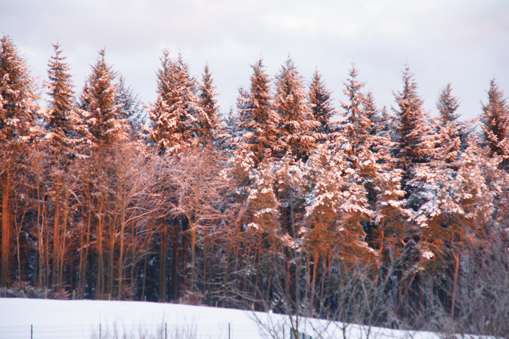 Wald im Winter