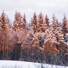 Wald im Winter