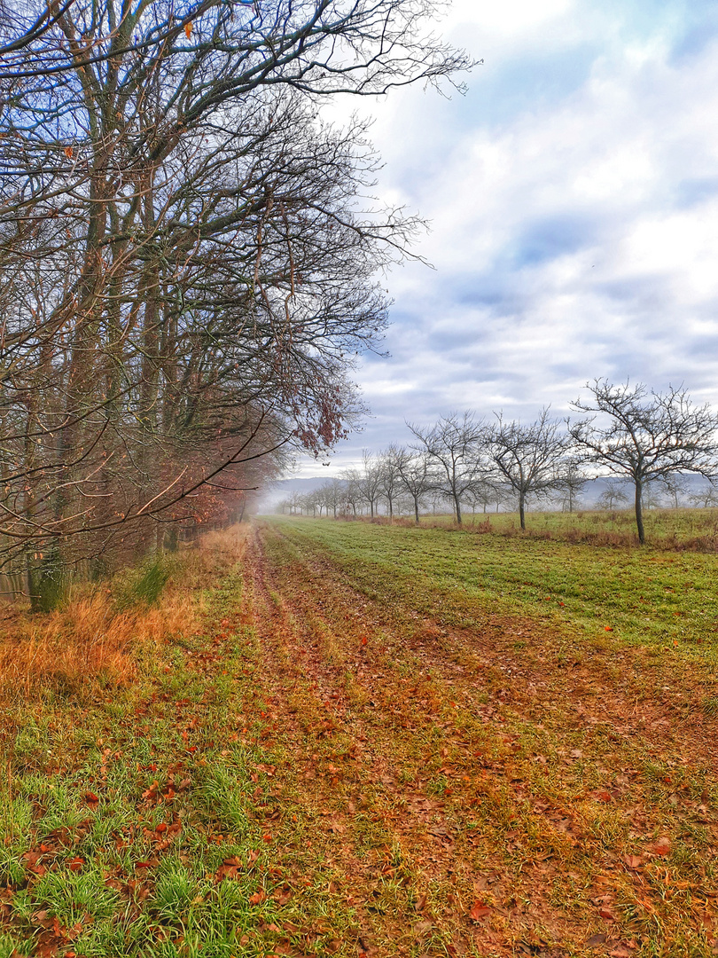 Wald im Winter 2019