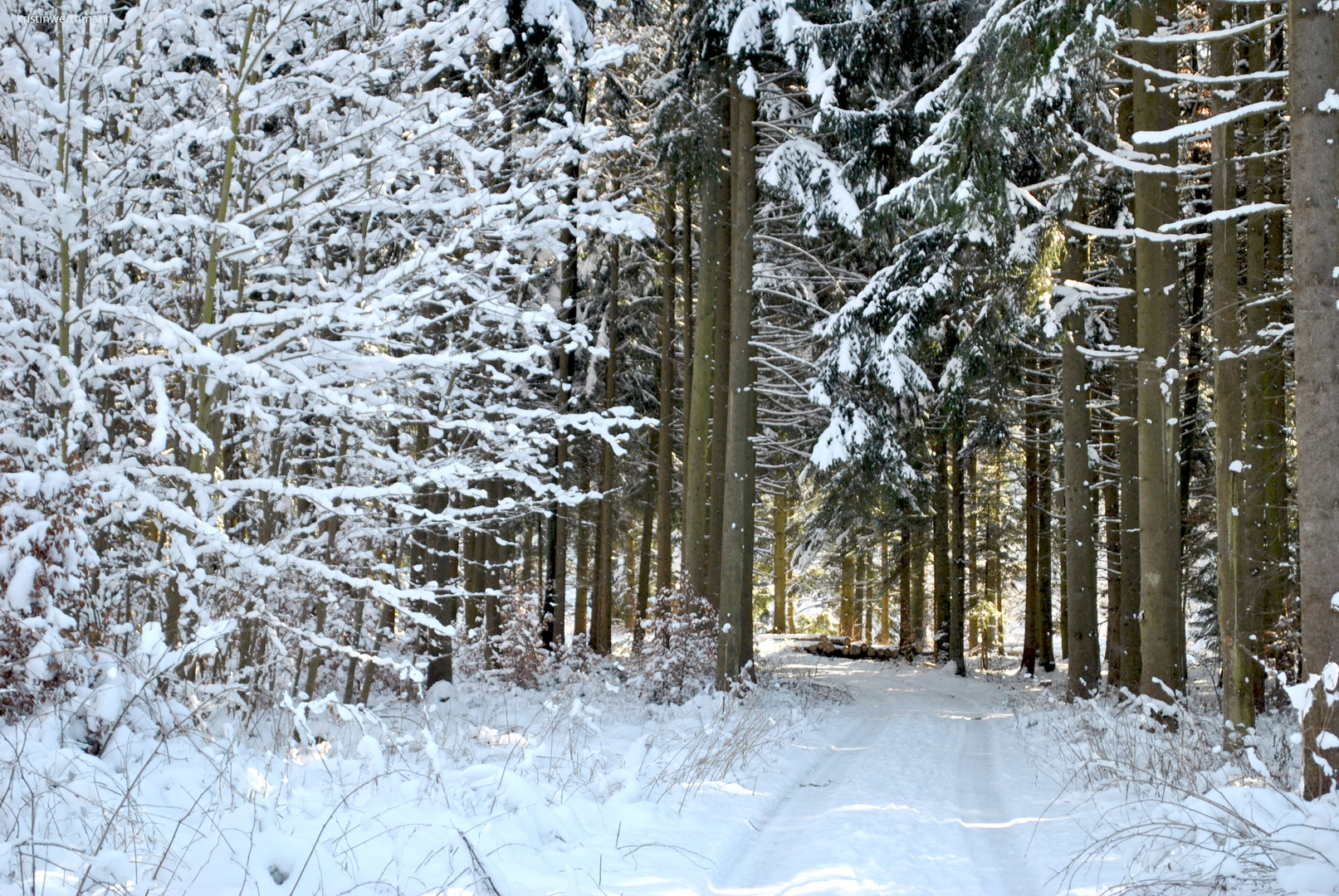 Wald im Winter