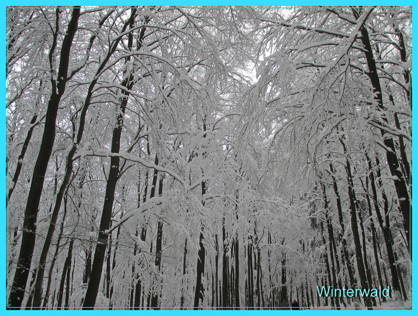 Wald im Winter