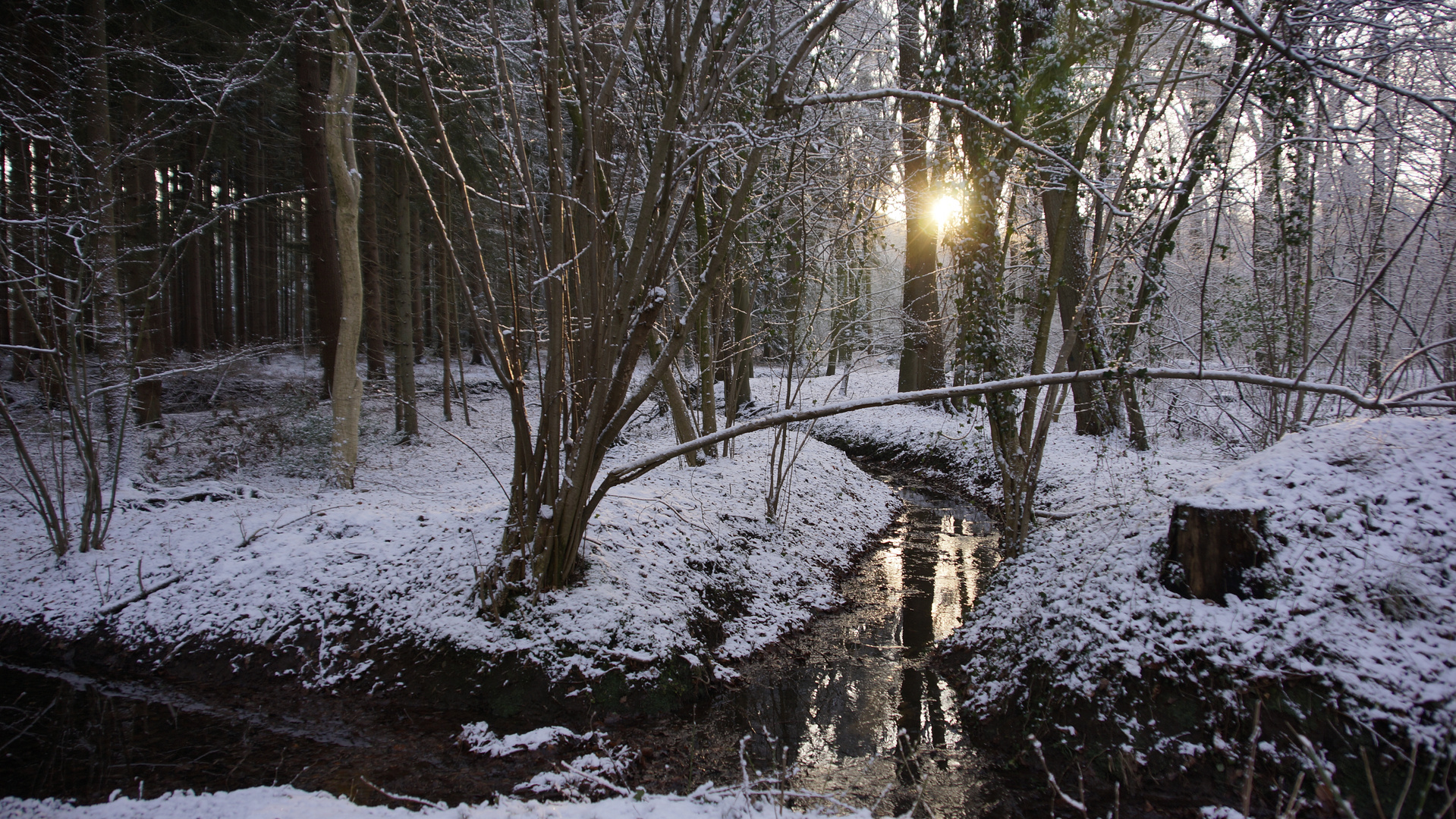 Wald im Winter