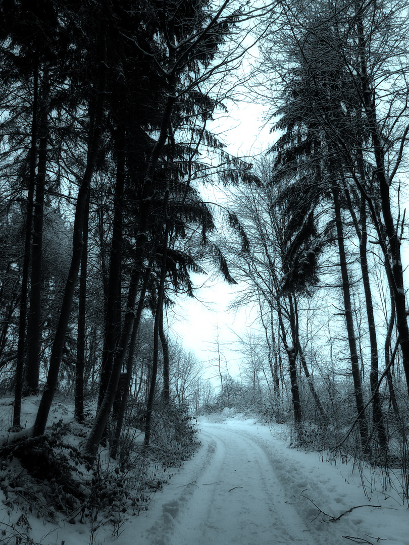 Wald im Winter