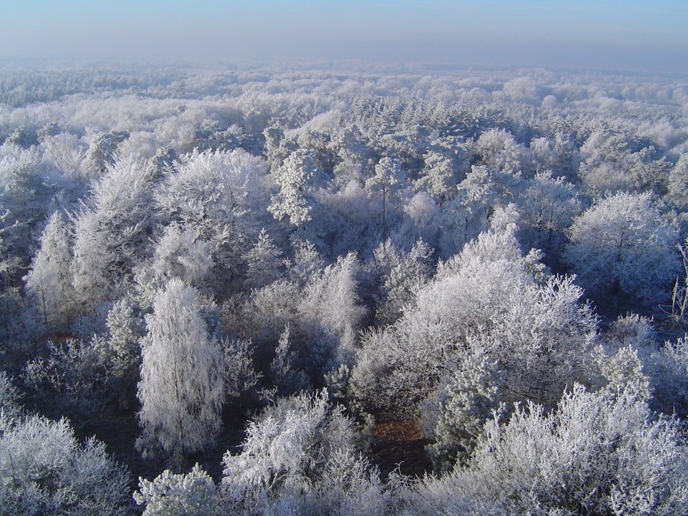 Wald im Winter