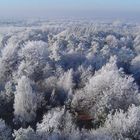 Wald im Winter