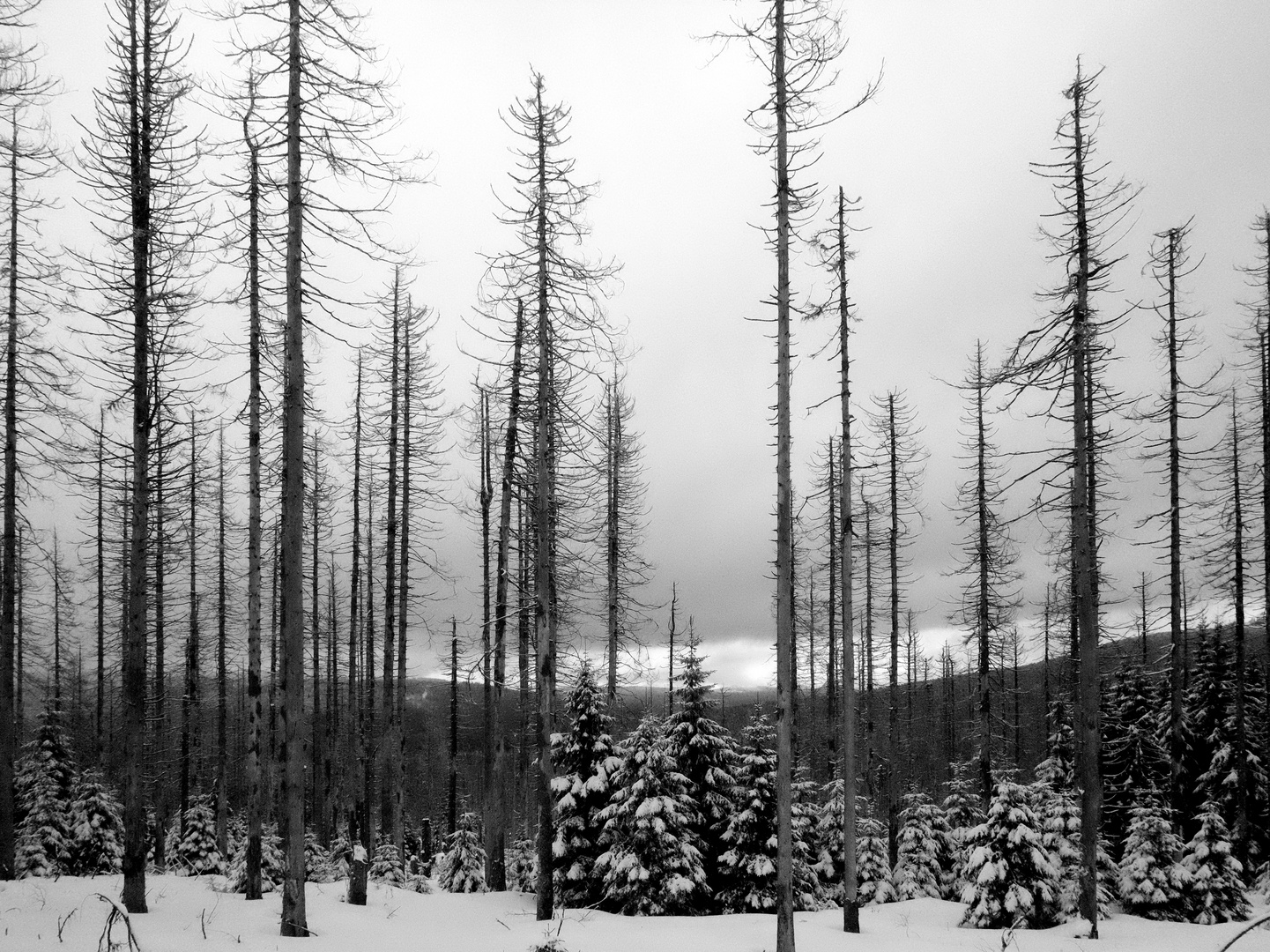 Wald im Winter