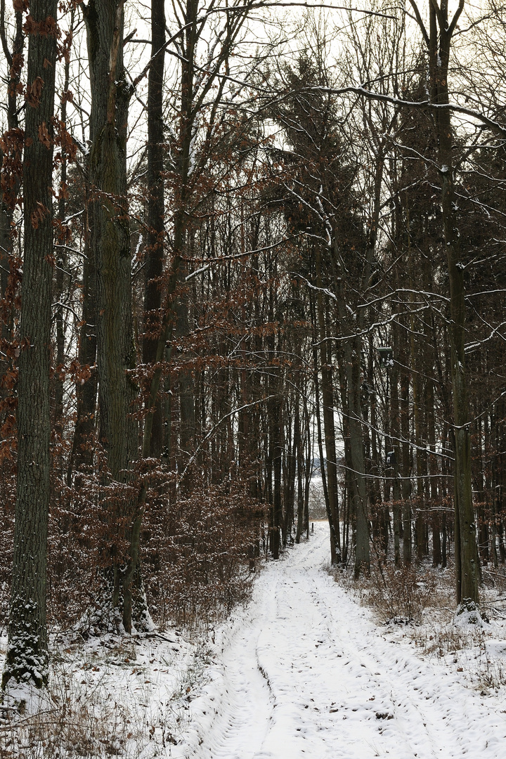 Wald im Winter