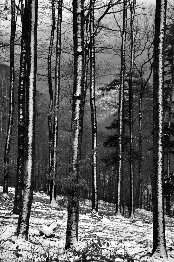 Wald im Winter