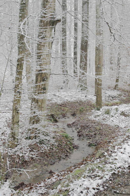 Wald im WInter