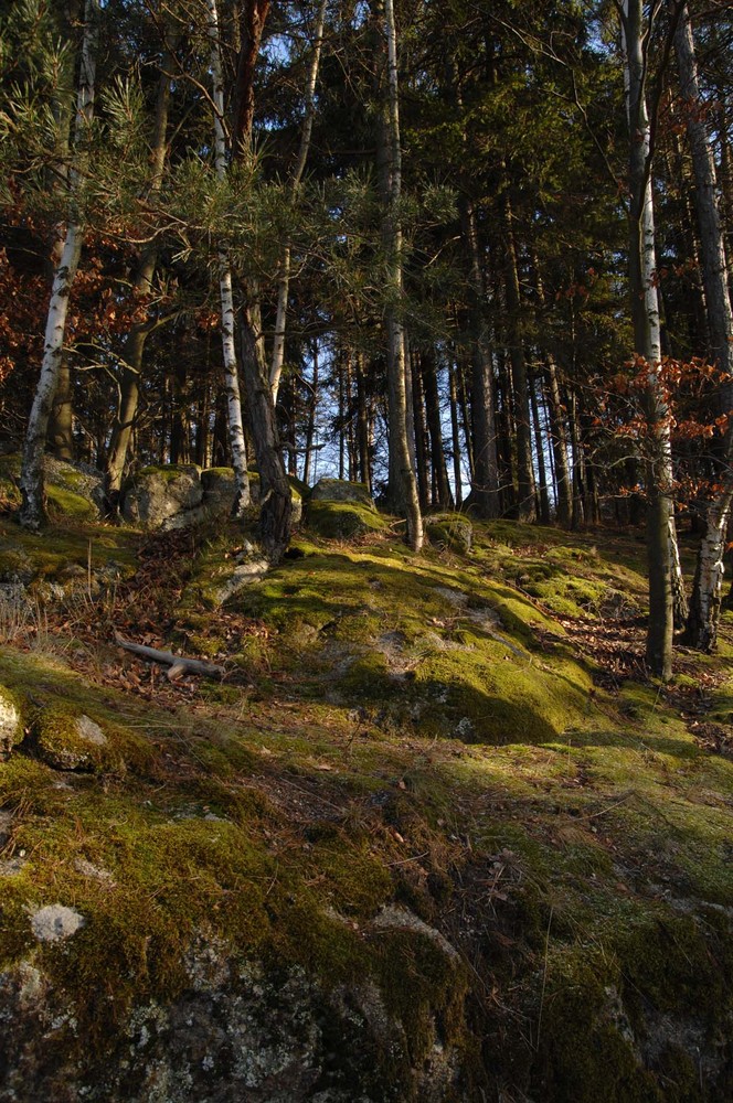 Wald im Winter