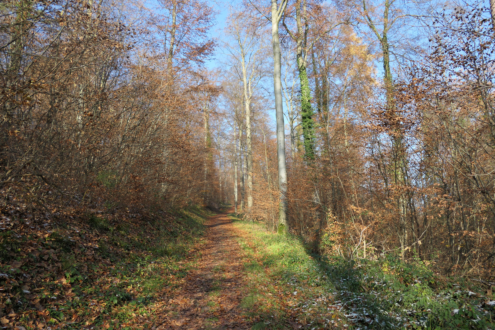 Wald im Winter