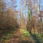 Wald im Winter