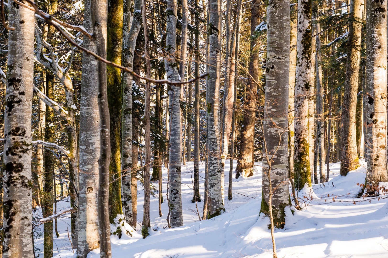 Wald im Winter