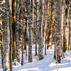 Wald im Winter