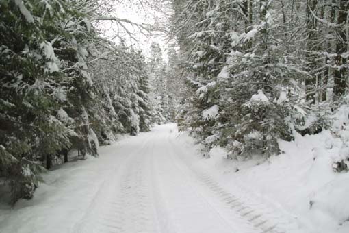 Wald im Winter