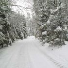 Wald im Winter