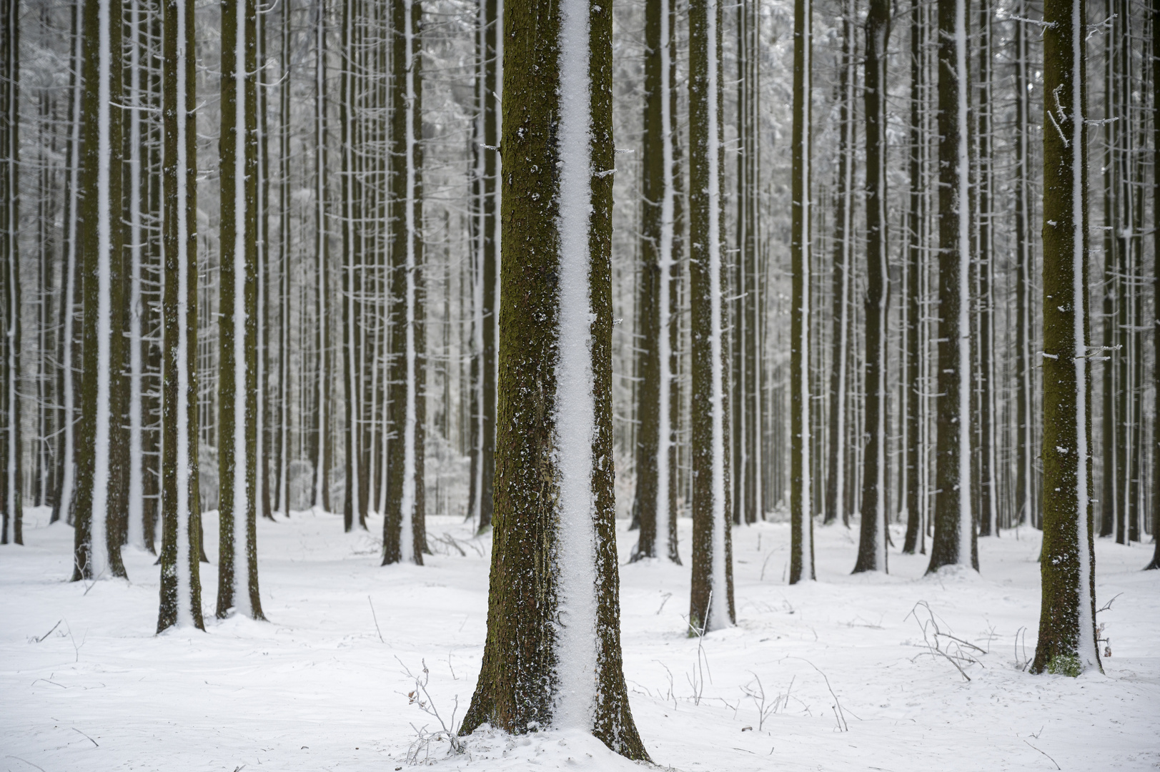 Wald im Winter