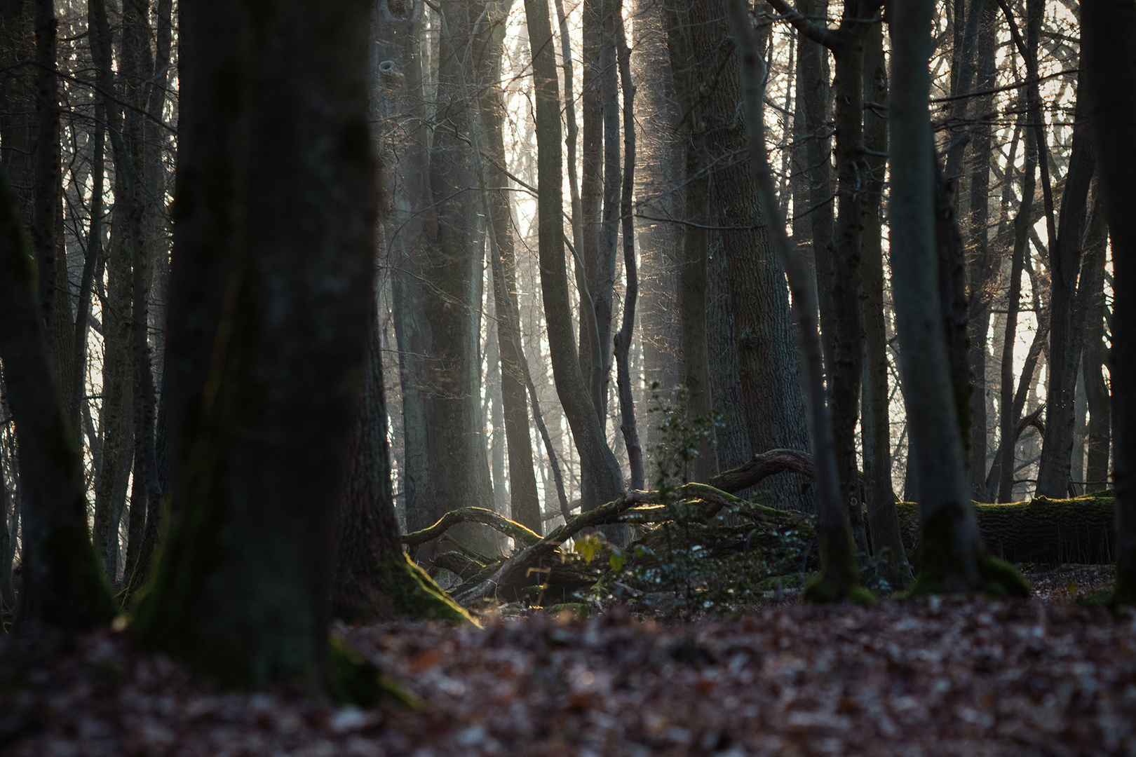 Wald im Winter, Siegburg