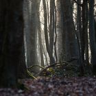 Wald im Winter, Siegburg