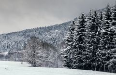 Wald im Winterkleid