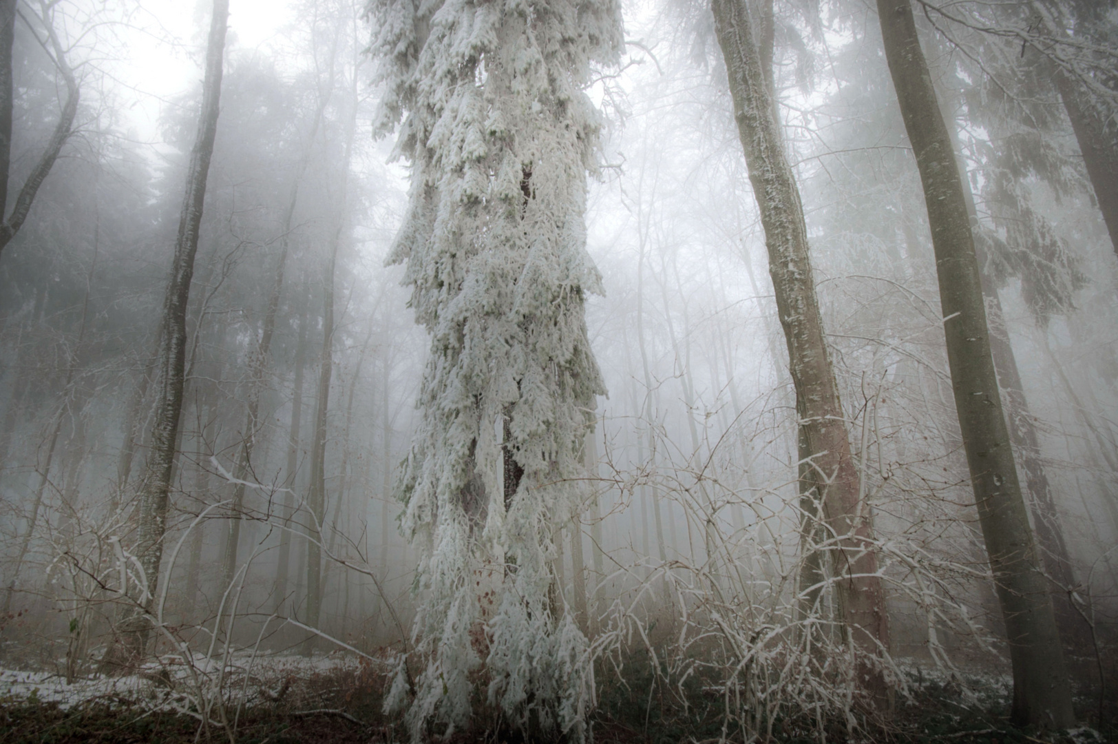 Wald im Winterschlaf