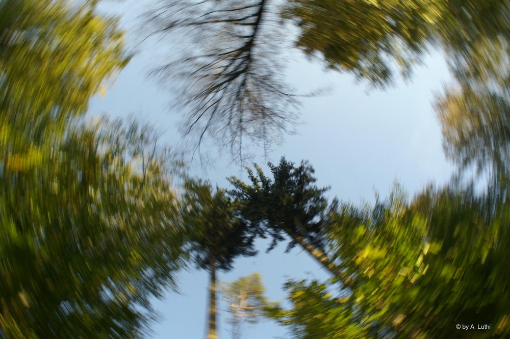 Wald im Wirbel